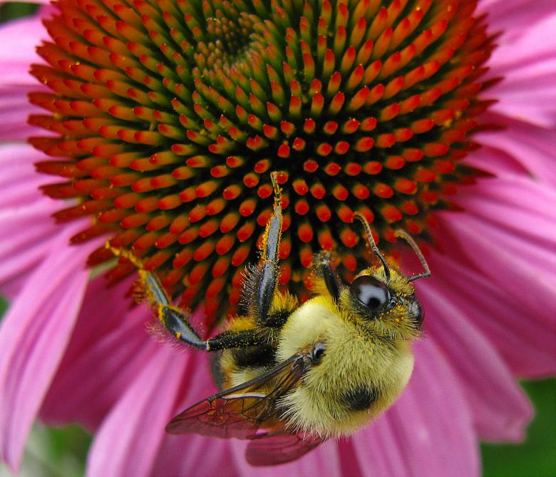 Free stock image of Echinacea Bee created by Andi Browning