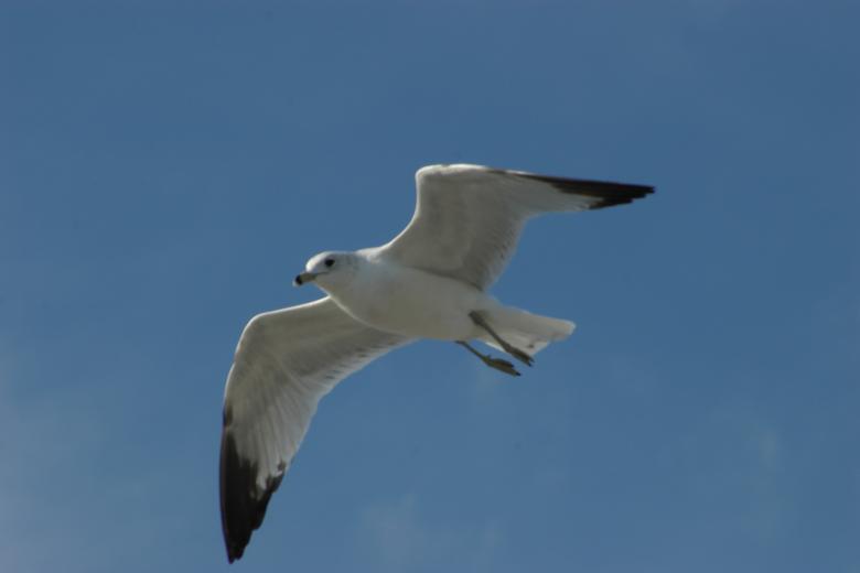 Free stock image of Florida created by david balasa