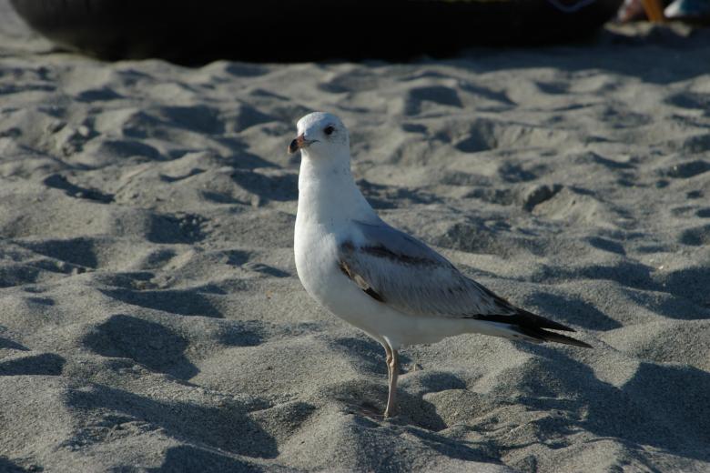 Free stock image of Florida created by david balasa