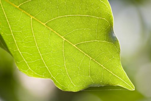 Green leaf - Free Stock Photo