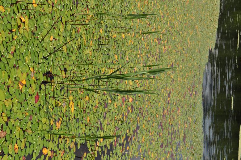 Free stock image of A walk in Vermont created by michael  jalbert