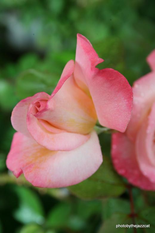 Free stock image of Rose 2 created by thejazzcat