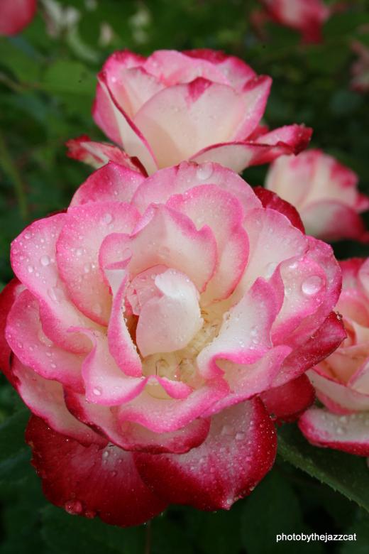 Free stock image of Rose 3 created by thejazzcat