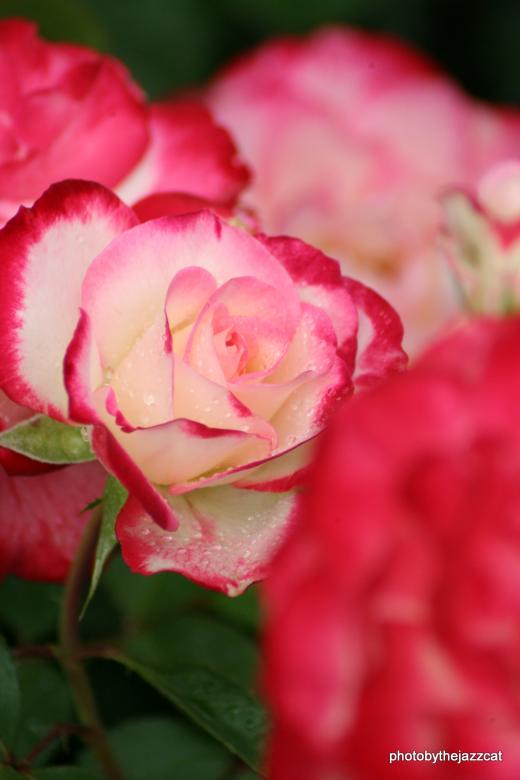 Free stock image of Rose 6 created by thejazzcat