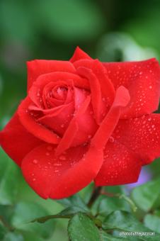 Free Stock Photo of Rose 7