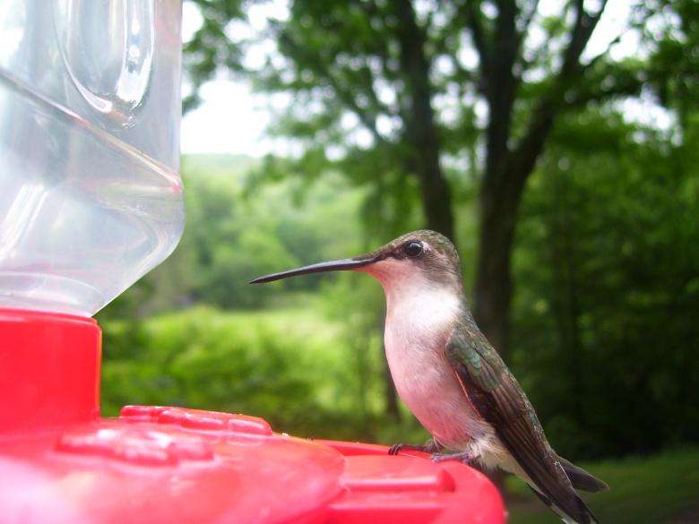 Free stock image of Thirsty Bird created by Nature Girl