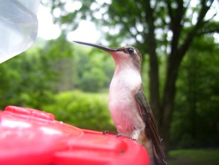 Bird - Free Stock Photo