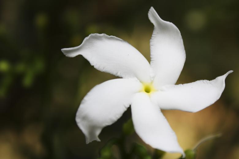 Free stock image of Carnation of India created by Sundeep Goel