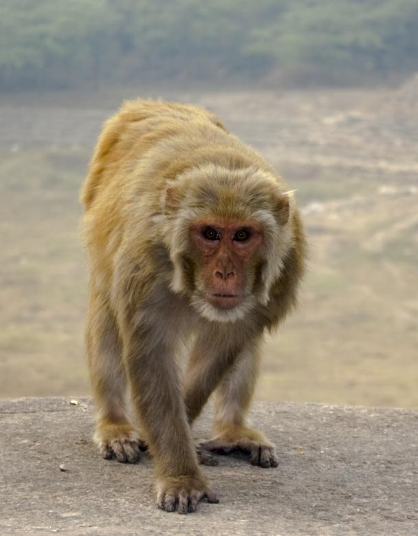 Free stock image of Monkey walking on Stone Wall created by Sundeep Goel