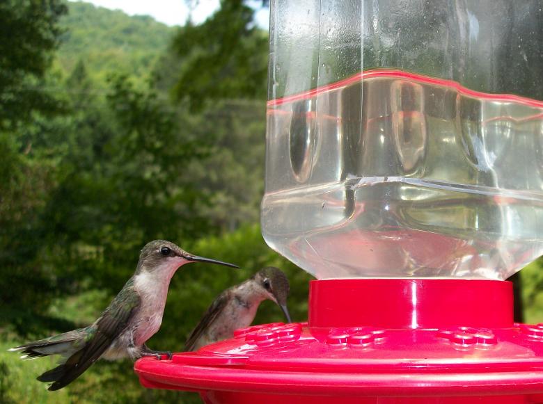 Free stock image of Thirsty Birds created by Nature Girl