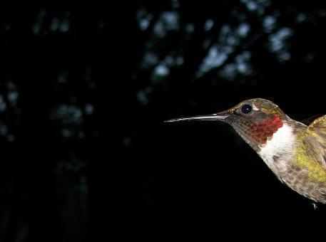Bird - Free Stock Photo