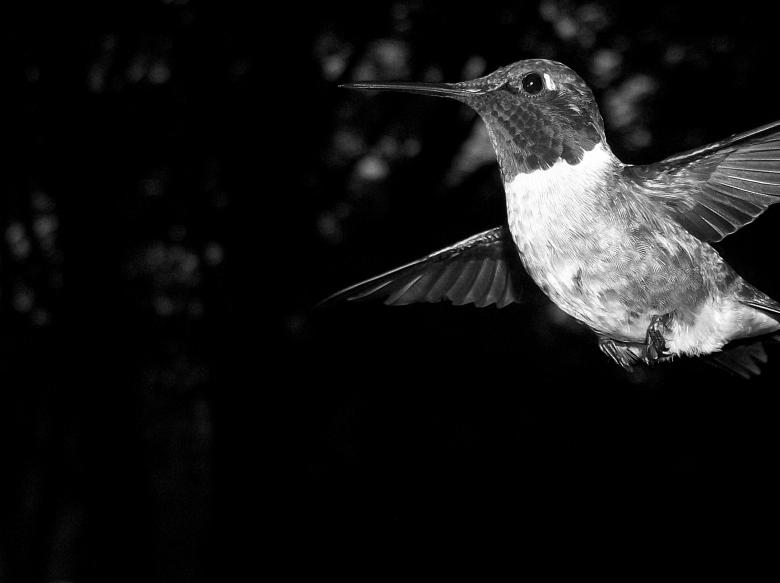 Free stock image of Black and white bord created by Nature Girl