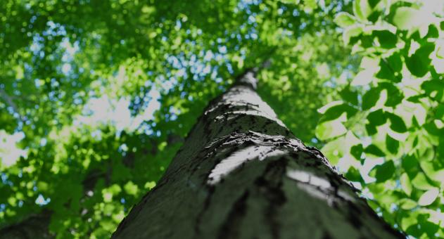 Tree top - Free Stock Photo