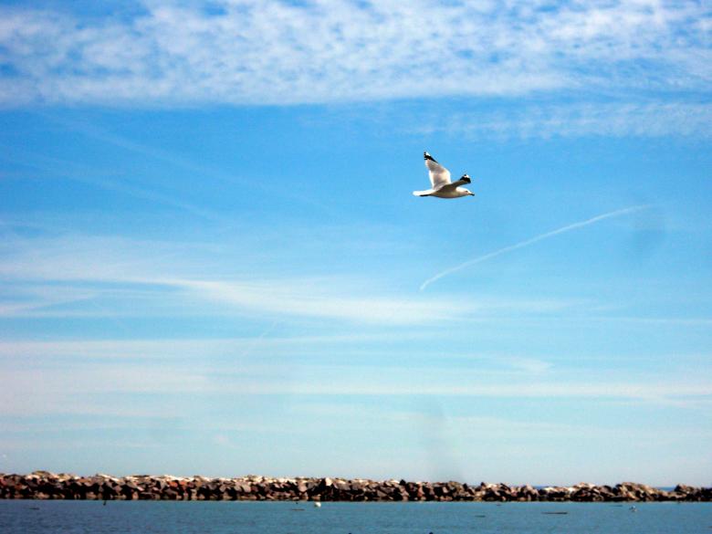 Free stock image of milwaukee shoreline created by Brian