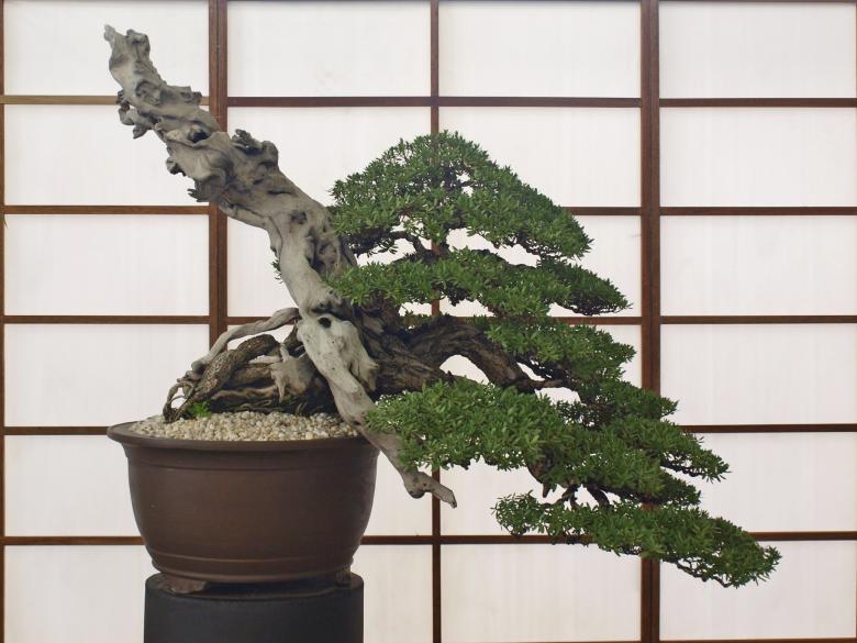 Free stock image of Bonsai created by Ed Davad