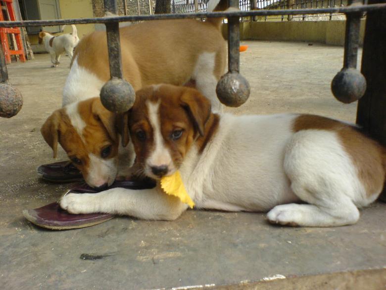 Free stock image of Cute puppies created by nakul gupta