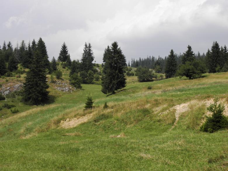 Free stock image of Spruce forest in Rhodopi created by Yuliy Ganev