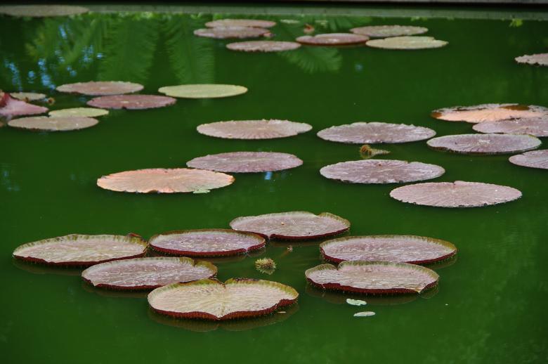 Free stock image of Lotus pond created by Jose R. Valverde
