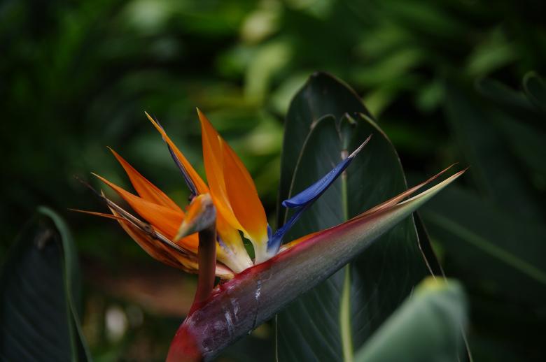 Free stock image of Paradise bird created by Jose R. Valverde