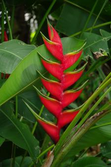 Heliconia bihai - Free Stock Photo
