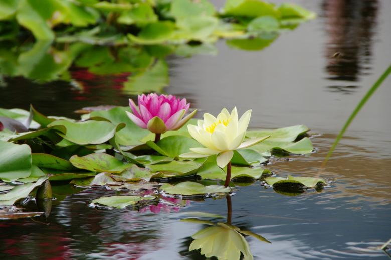 Free stock image of Lotus flowers created by Jose R. Valverde