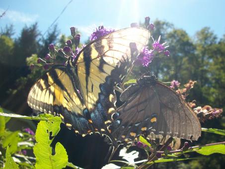 Alluring Butterflies  - Free Stock Photo