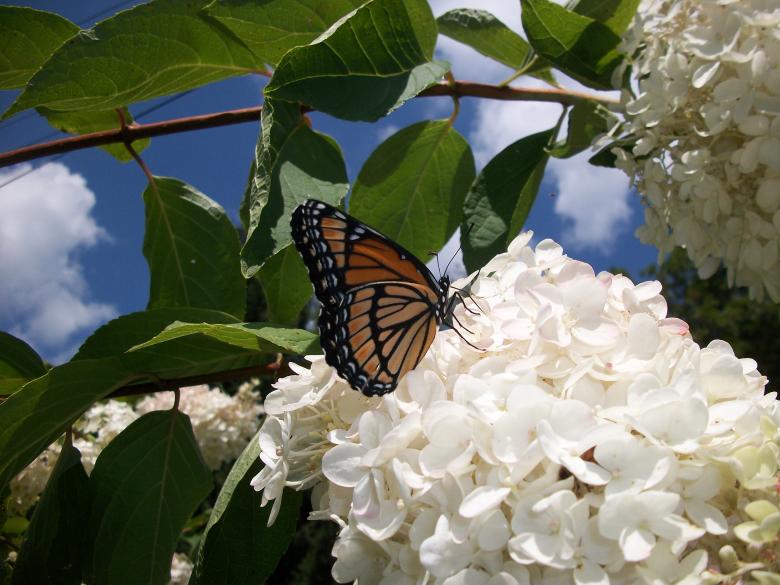Free stock image of Fresh Blossoms created by Nature Girl