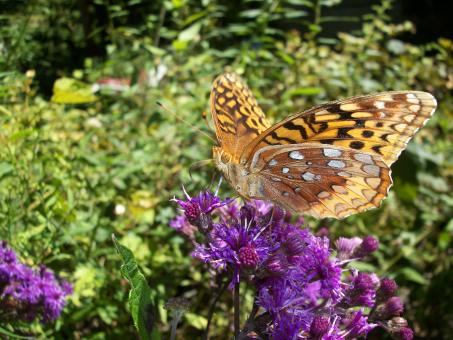 Dazzling butterfly - Free Stock Photo