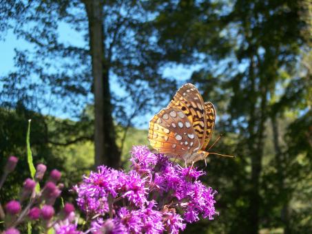Enchanting Butterfly - Free Stock Photo