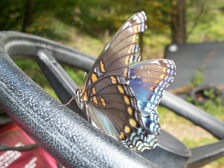 Free stock image of The Hitchhiker created by Nature Girl