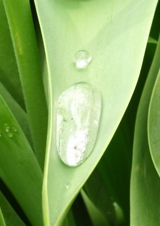 Free stock image of Water Drop created by Anita Levesque