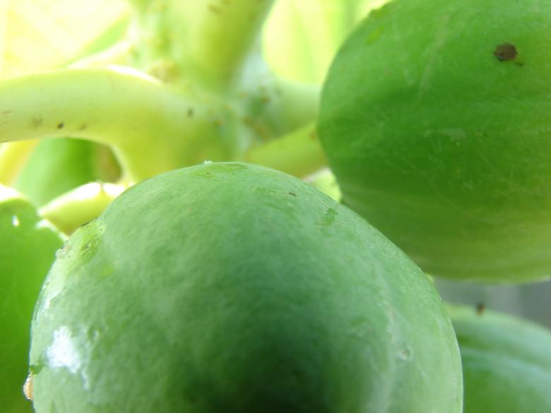 Free stock image of Green Papaya created by Stefan Giuliani