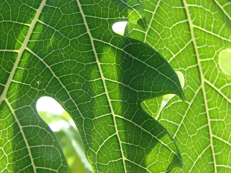 Free stock image of Overlapping Green Leaves created by Stefan Giuliani