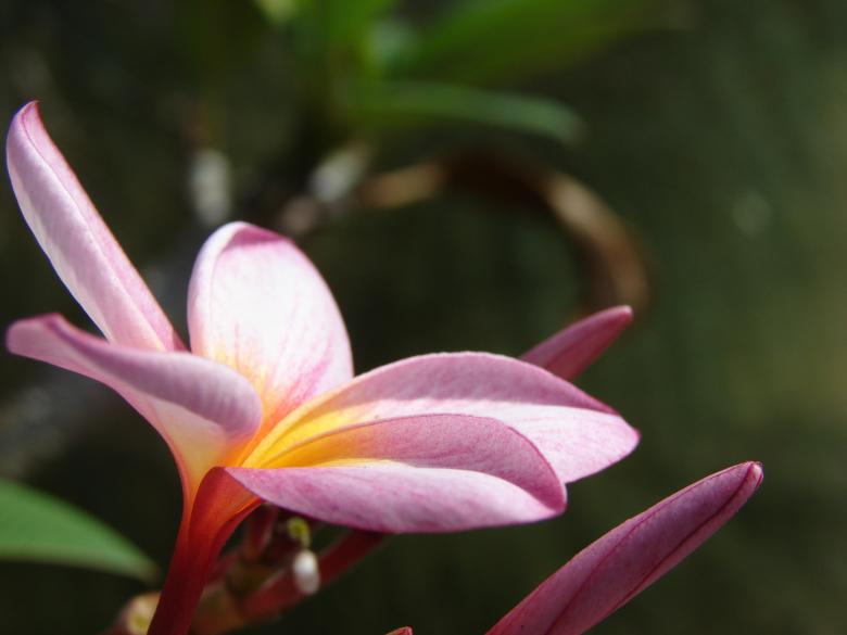 Free stock image of Mauve Flower created by Stefan Giuliani