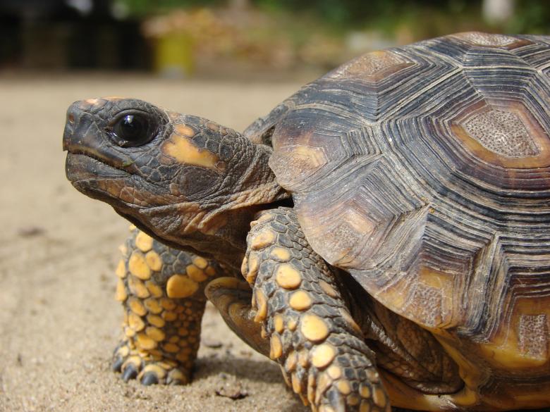 Free stock image of Turtle created by Stefan Giuliani