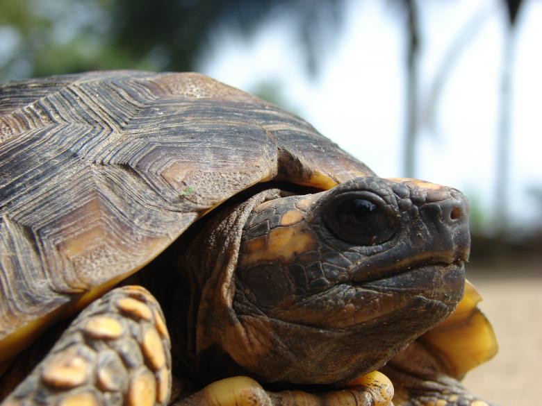 Free stock image of Turtle created by Stefan Giuliani