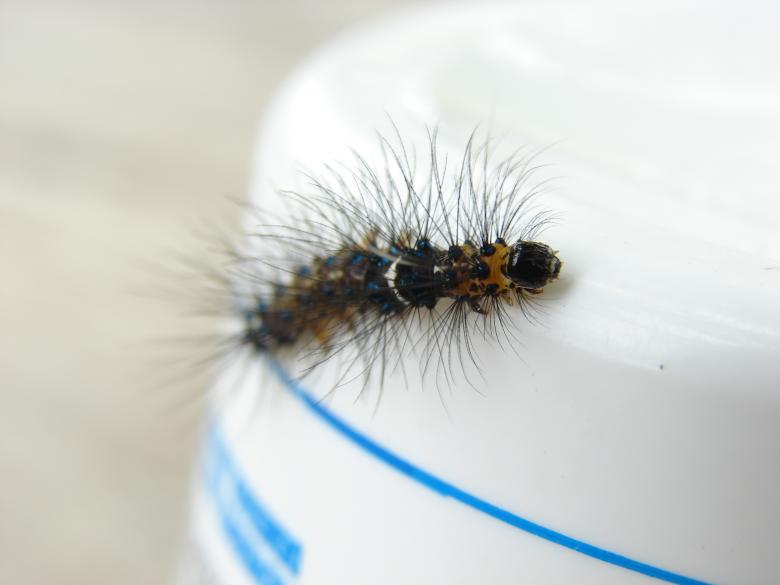 Free stock image of Hairy Caterpillar created by Stefan Giuliani