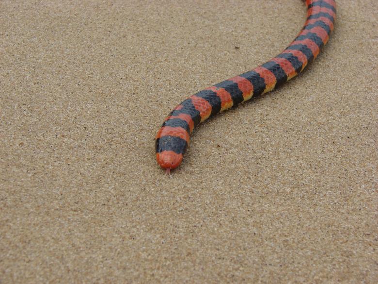 Free stock image of Snake created by Stefan Giuliani