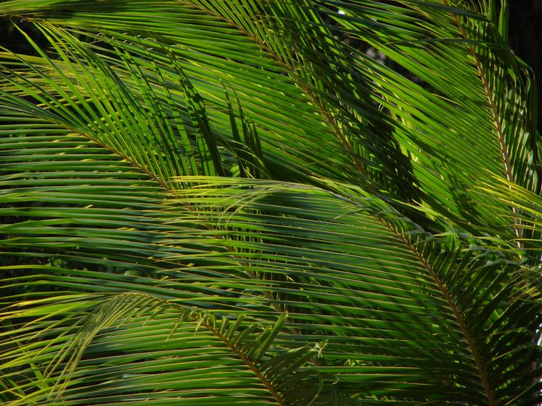Free stock image of Palm Leaves created by Stefan Giuliani