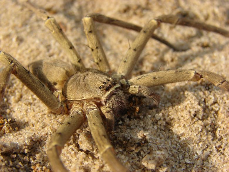 Free stock image of Spider created by Stefan Giuliani