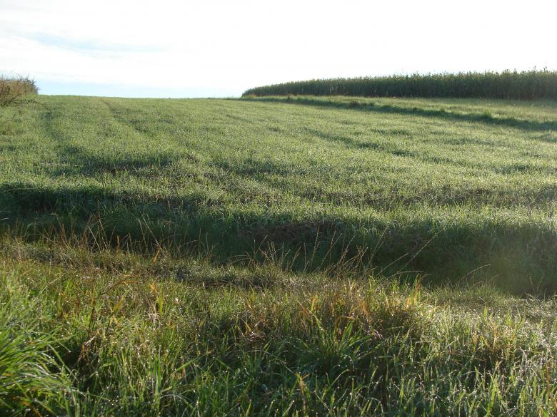 Free stock image of Meadow created by Stefan Giuliani