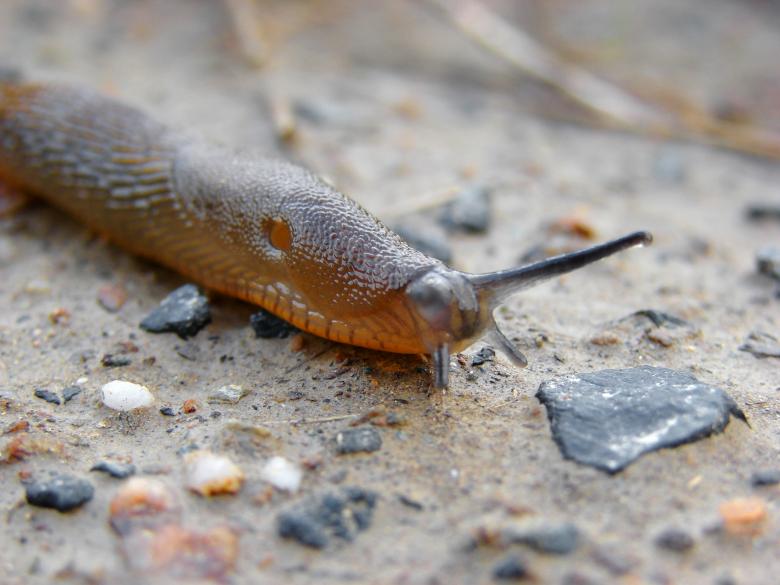 Free stock image of Spanish Slug created by Stefan Giuliani
