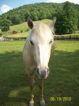 Equestrian Friend - Free Stock Photo