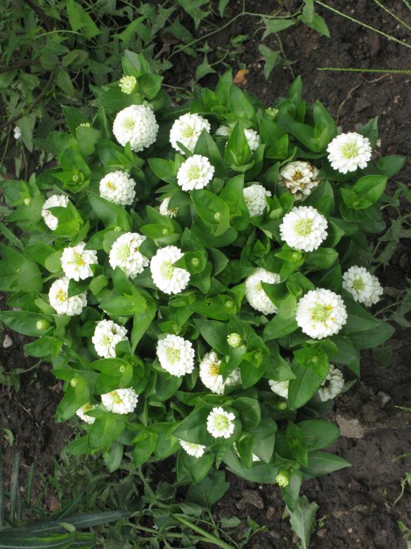 Free stock image of White Flowers created by Krisztian Szabados
