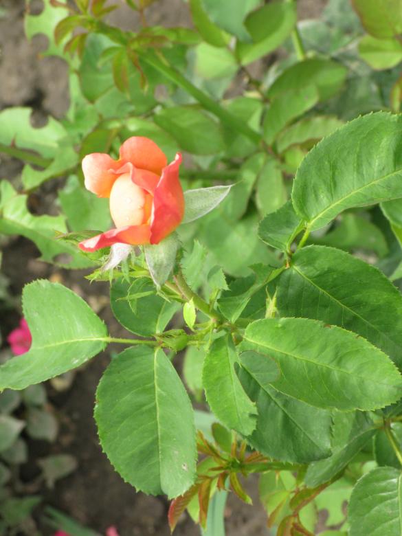 Free stock image of Flower created by Krisztian Szabados