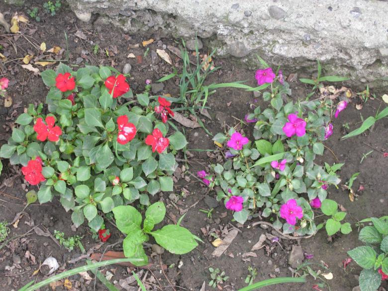 Free stock image of Red and Purple Flowers created by Krisztian Szabados