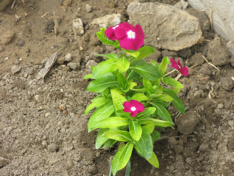Free stock image of Purple flower created by Krisztian Szabados