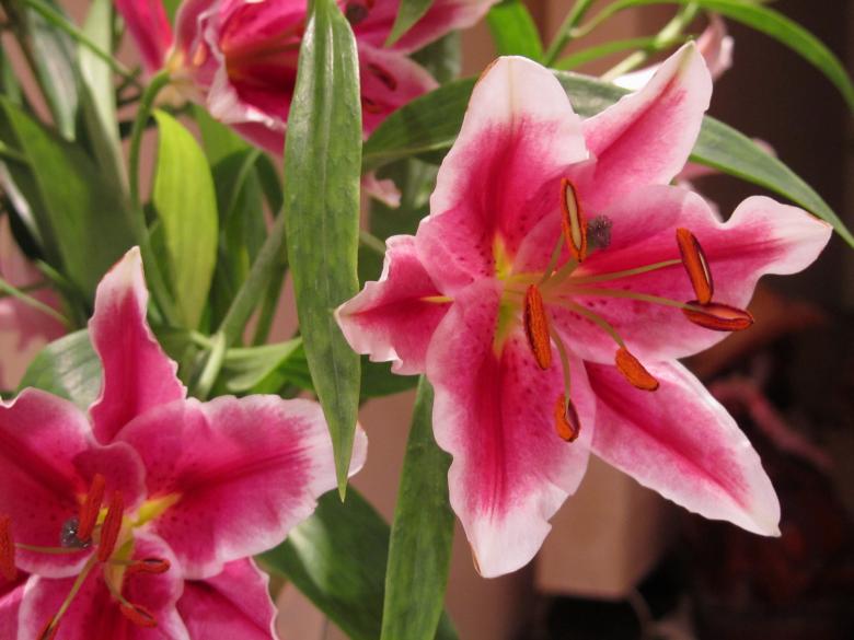 Free stock image of Lilies created by Ted VanWhy