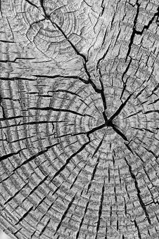 End Grain Texture - Free Stock Photo