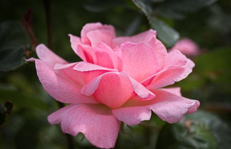 Free stock image of Pink Rose created by Randen Pederson